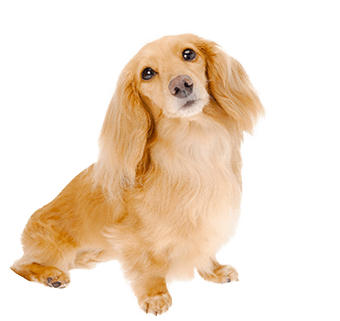 ミニチュア・ダックスフンド