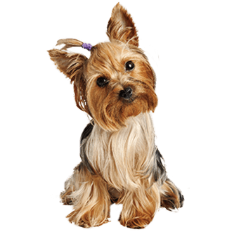 ヨークシャー・テリア