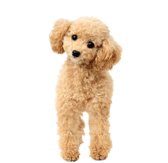 トイ・プードル