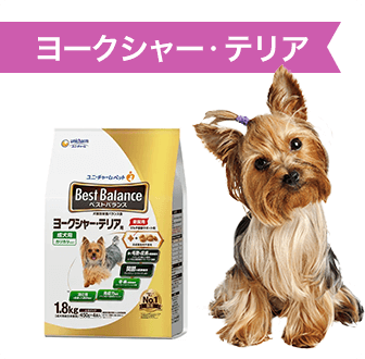 ヨークシャー・テリア